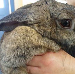 2_Bunny patient.jpg